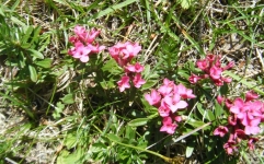 DSCF1797-Blumen